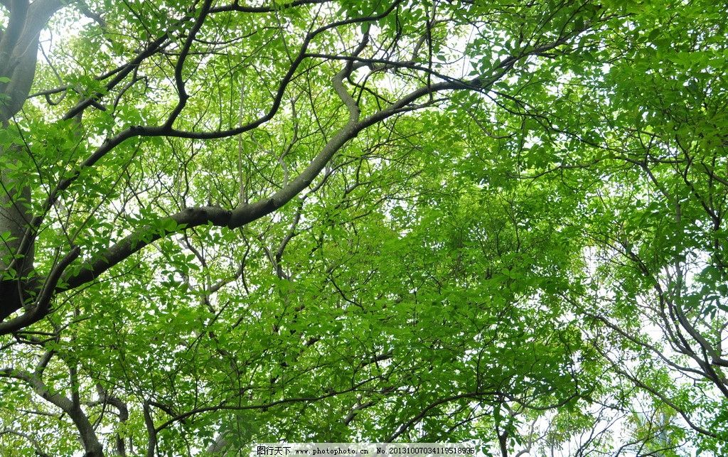 绿树成阴图片