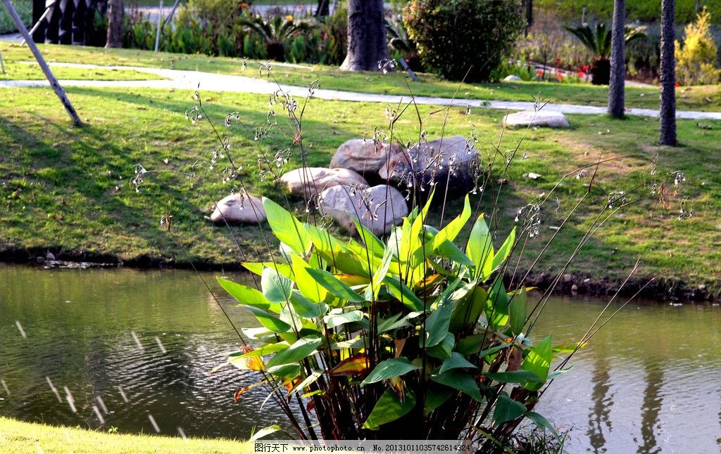 水生植物在滨水景观中的应用研究—以济南市明水泉域水生植物配置为