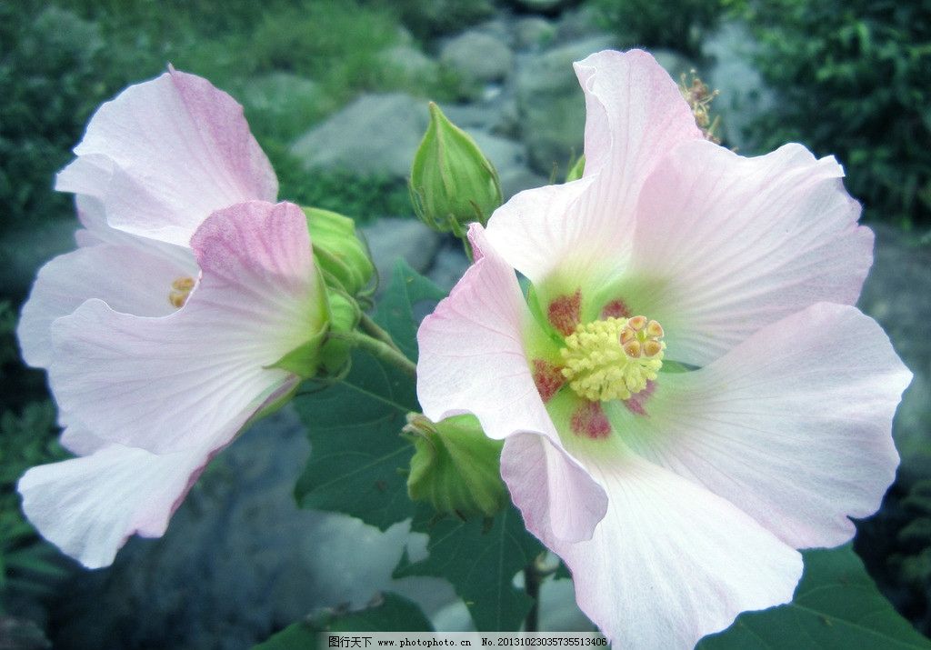 木棉花图片,木棉花图片素材下载 花瓣 花草 鲜花