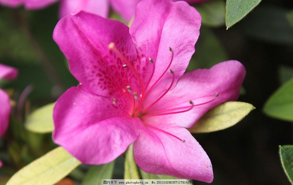 杜鹃花什么时候开花