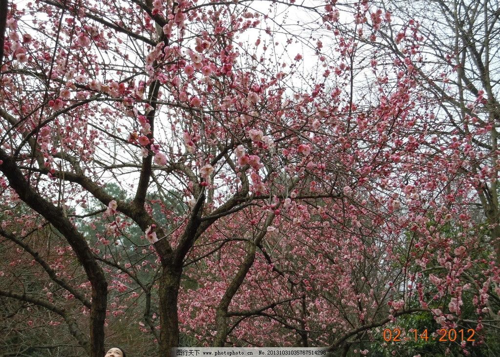 梅花树图片