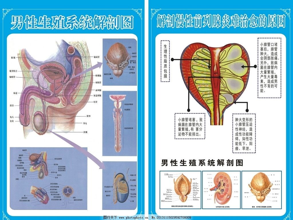 图134 男性泌尿生殖系统概观-人体解剖组织学-医学
