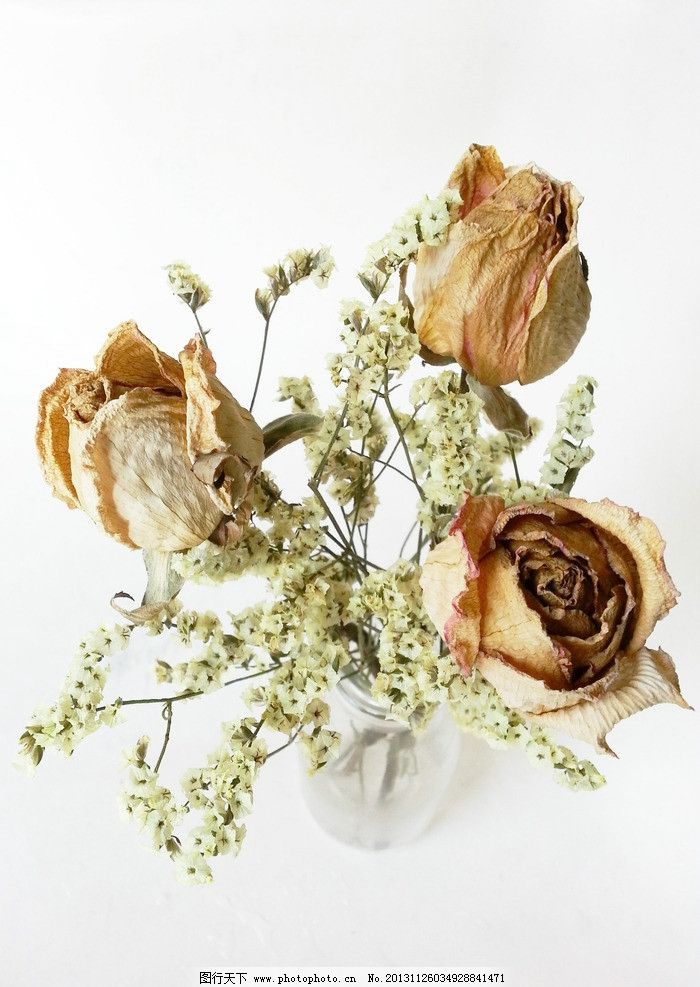 干花图片,插画 小清新 摄影 玫瑰 其他 自然景观