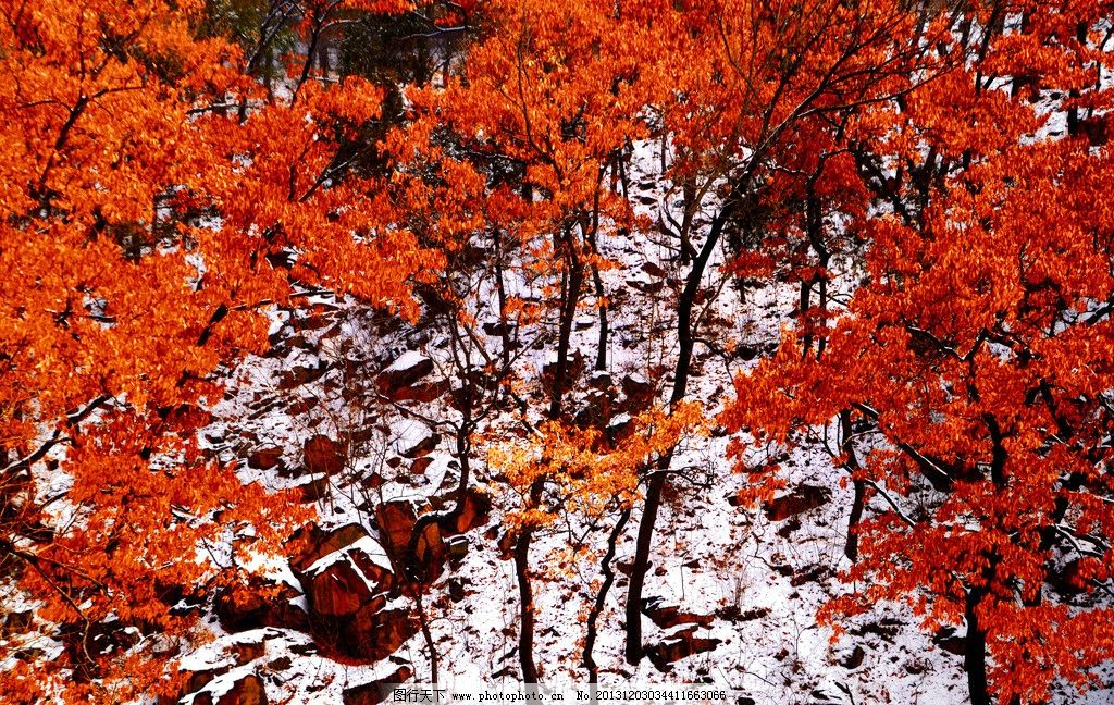 背景 壁纸 枫叶 红枫 绿色 绿叶 树 树叶 植物 桌面 1024_648图片