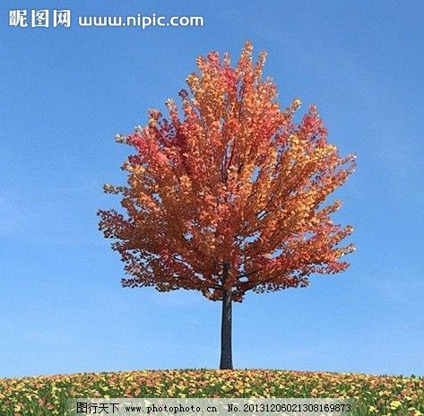 壁纸 枫叶 红枫 树 473_464图片