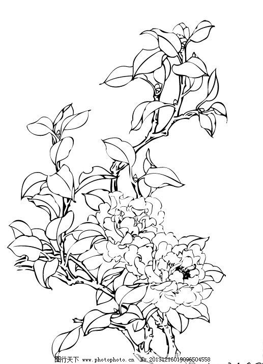 茶花线描图片,茶花线描矢量素材 茶花线描模板