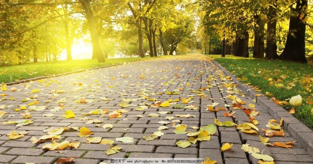 落叶风景 树 秋天景色 落叶 阳光 小路 风光 秋色 草坪 黄叶 秋意图片