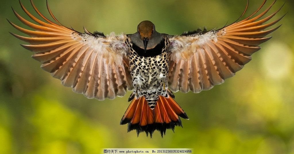 小鸟图片,摄影 鸟类 展翅 飞翔 卵生动物 生物世界-图行天下图库