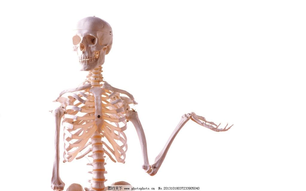 人体骨骼图片 办公用品 生活百科 图行天下素材网