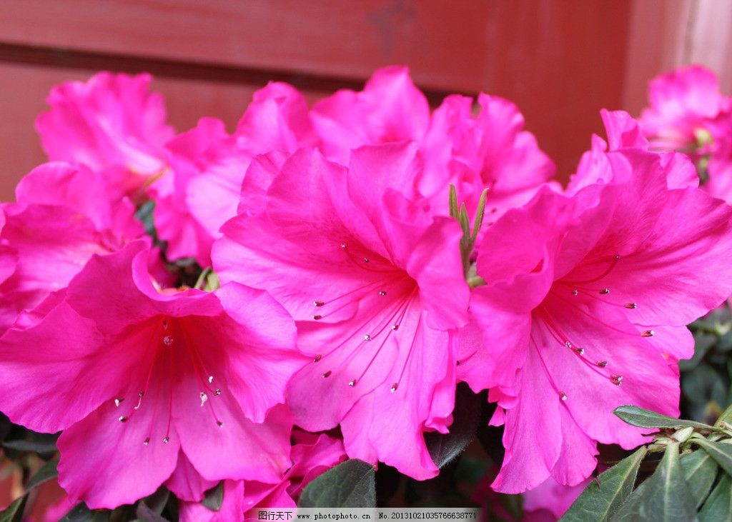 杜鹃花,杜鹃,串串红,映山红,迎山红,山丹丹,东北满山红,金达来,花草,生物世界,摄影,72DPI,JPG,鲜花