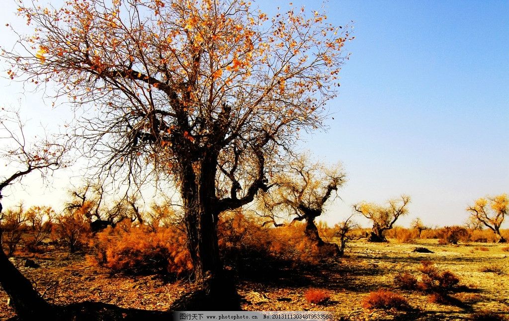 胡杨,火炬,火红,金黄,秋色,原始生态,旅游,甘家湖,森林,秋色满园,自然风景,自然景观,摄影,72DPI,JPG