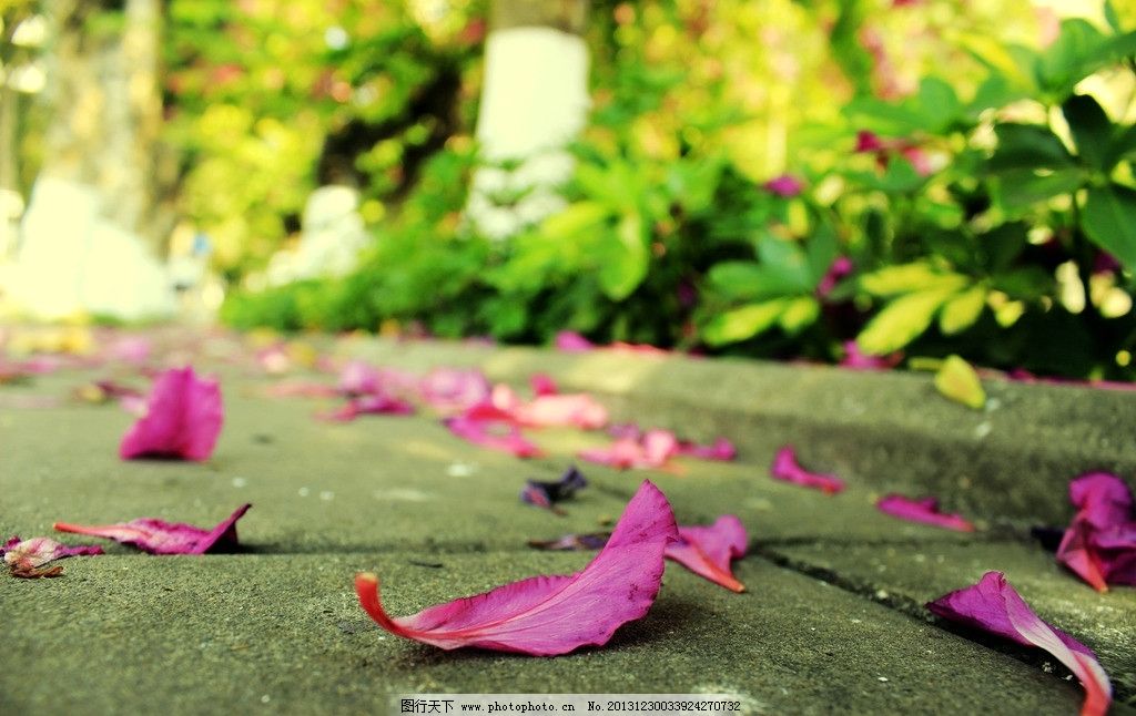 落花古筝谱子图片分享下载